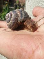 snail on the palm