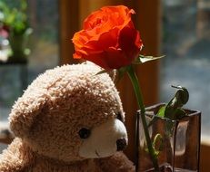 old teddy bear with an orange rose