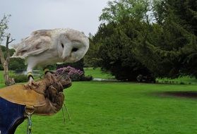 barn owl on master's hand