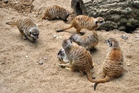 meerkats in the wild