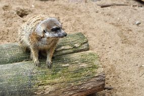 meerkat on a cut tree trunk