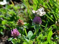 butterfly on the purple clover