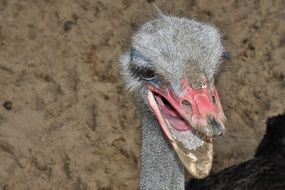 ostrich head with open beak
