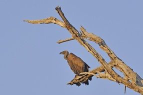 vulture perched on the dead tree
