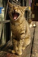 tabby cat yawns widely