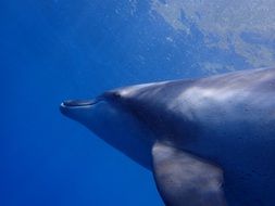 Dolphin in the blue ocean