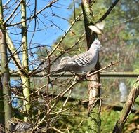 exotic bird in the zoo