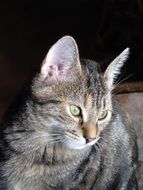 domestic cat with cute face
