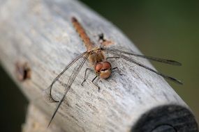 brown dragonfly on a wooden fence