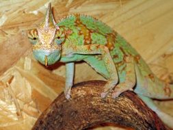 chameleon is a colorful reptile