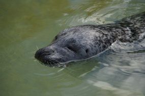 portrait of black seal swims in the water