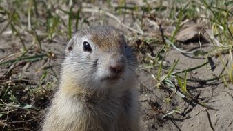 Gopher in wildlife