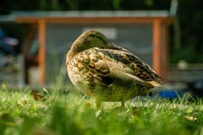 poultry duck cleans his feathers on the grass