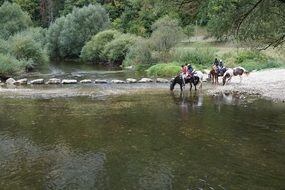 horses with riders go on the river