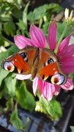 peacock butterfly on the pink flower in the garden