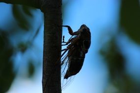 crickets on a plant