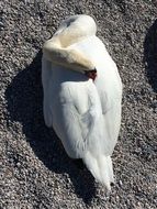 Swan is sleeping