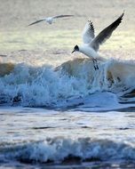 two Seagulls Flying above foamy waves