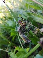 striped beetle in the grass