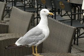 Seagull on a table