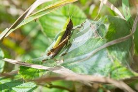 grasshopper in thicket
