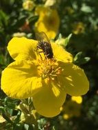 black fly on Yellow Flower of shrub
