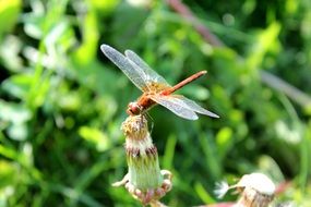 red dragonfly in summer