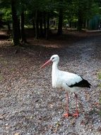 white stork on a forest path in a park