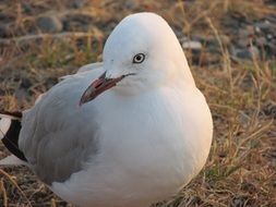 Seagull Birds Wildlife charmingly cute