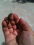 baby Lizard on the hand