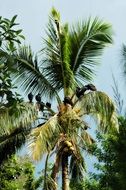 bird of prey on a tall palm tree