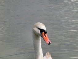 beautiful Swan portrait