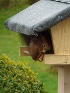 squirrel in the house