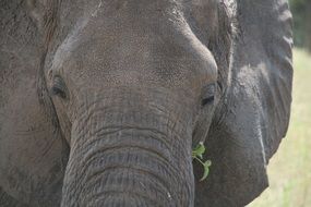 Elephant Look close-up