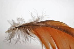 goose feather on a white background