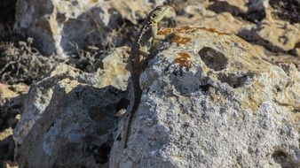 lizard on stone in nature in cyprus