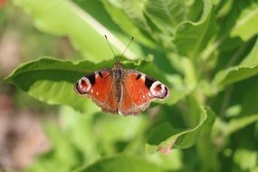 Close up photo of Butterfly