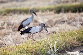 Two asian openbilles on the field in autumn