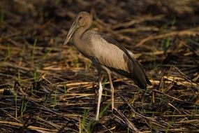 asian openbill on a dry field