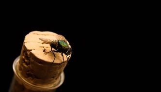 green Fly on cork, Macro