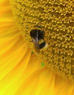 Sun Flower with Insect macro