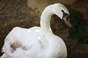 slender white swan