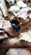 black beetle on leaves