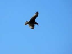 elegant black seagull in flight