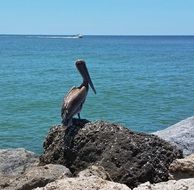 Brown pelican in the wildlife