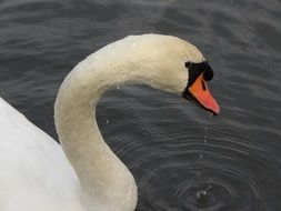 close up photo of white swan in profile