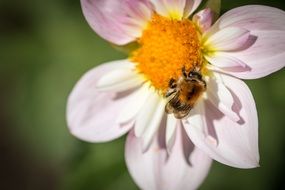 Bees sit on the flowers of georgia