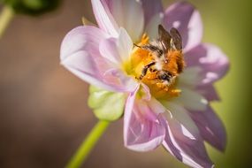 bumblebee on the dahlia hortensis flower