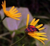 butterfly with red dots on the yellow flower