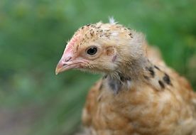 Macro photo of chicken head